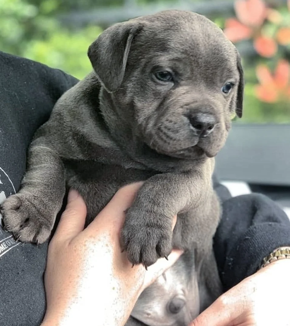 Blue x Blue Breeding Yes or No VaderBluStaf